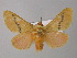  (Trosia flavida - BC ZSM Lep 32730)  @14 [ ] CreativeCommons - Attribution Non-Commercial Share-Alike (2010) Unspecified SNSB, Zoologische Staatssammlung Muenchen