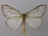  (Cimola - BC ZSM Lep 32828)  @14 [ ] CreativeCommons - Attribution Non-Commercial Share-Alike (2010) Unspecified SNSB, Zoologische Staatssammlung Muenchen