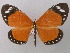  (Aletis helcita - BC ZSM Lep 32830)  @15 [ ] CreativeCommons - Attribution Non-Commercial Share-Alike (2010) Unspecified SNSB, Zoologische Staatssammlung Muenchen