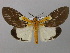  (Asota speciosa - BC ZSM Lep 32845)  @15 [ ] CreativeCommons - Attribution Non-Commercial Share-Alike (2010) Unspecified SNSB, Zoologische Staatssammlung Muenchen