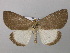  (Calesia cryptoleuca - BC ZSM Lep 32852)  @13 [ ] CreativeCommons - Attribution Non-Commercial Share-Alike (2010) Unspecified SNSB, Zoologische Staatssammlung Muenchen