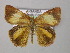  (Dasychira fuscaAH01Ug - BC ZSM Lep 32854)  @11 [ ] CreativeCommons - Attribution Non-Commercial Share-Alike (2010) Unspecified SNSB, Zoologische Staatssammlung Muenchen