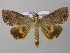  ( - BC ZSM Lep 32875)  @13 [ ] CreativeCommons - Attribution Non-Commercial Share-Alike (2010) Unspecified SNSB, Zoologische Staatssammlung Muenchen