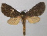  ( - BC ZSM Lep 32909)  @14 [ ] CreativeCommons - Attribution Non-Commercial Share-Alike (2010) Unspecified SNSB, Zoologische Staatssammlung Muenchen