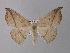  ( - BC ZSM Lep 33209)  @14 [ ] CreativeCommons - Attribution Non-Commercial Share-Alike (2010) Unspecified SNSB, Zoologische Staatssammlung Muenchen