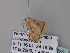  (Chrysocraspeda AH01Zm - BC ZSM Lep 33235)  @12 [ ] CreativeCommons - Attribution Non-Commercial Share-Alike (2010) Unspecified SNSB, Zoologische Staatssammlung Muenchen