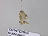  ( - BC ZSM Lep 33238)  @12 [ ] CreativeCommons - Attribution Non-Commercial Share-Alike (2010) Unspecified SNSB, Zoologische Staatssammlung Muenchen
