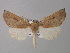  ( - BC ZSM Lep 33247)  @14 [ ] CreativeCommons - Attribution Non-Commercial Share-Alike (2010) Unspecified SNSB, Zoologische Staatssammlung Muenchen