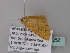  ( - BC ZSM Lep 33252)  @12 [ ] CreativeCommons - Attribution Non-Commercial Share-Alike (2010) Unspecified SNSB, Zoologische Staatssammlung Muenchen