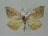  ( - BC ZSM Lep 36116)  @14 [ ] CreativeCommons - Attribution Non-Commercial Share-Alike (2010) Unspecified SNSB, Zoologische Staatssammlung Muenchen