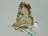  ( - BC ZSM Lep 36232)  @12 [ ] CreativeCommons - Attribution Non-Commercial Share-Alike (2010) Unspecified SNSB, Zoologische Staatssammlung Muenchen