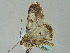  ( - BC ZSM Lep 36233)  @12 [ ] CreativeCommons - Attribution Non-Commercial Share-Alike (2010) Unspecified SNSB, Zoologische Staatssammlung Muenchen