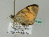  ( - BC ZSM Lep 36242)  @12 [ ] CreativeCommons - Attribution Non-Commercial Share-Alike (2010) Unspecified SNSB, Zoologische Staatssammlung Muenchen