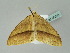  ( - BC ZSM Lep 36243)  @13 [ ] CreativeCommons - Attribution Non-Commercial Share-Alike (2010) Unspecified SNSB, Zoologische Staatssammlung Muenchen