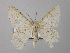  ( - BC ZSM Lep 36927)  @11 [ ] CreativeCommons - Attribution Non-Commercial Share-Alike (2010) Unspecified SNSB, Zoologische Staatssammlung Muenchen