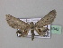  ( - BC ZSM Lep 36942)  @13 [ ] CreativeCommons - Attribution Non-Commercial Share-Alike (2010) Unspecified SNSB, Zoologische Staatssammlung Muenchen