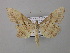  ( - BC ZSM Lep 36944)  @13 [ ] CreativeCommons - Attribution Non-Commercial Share-Alike (2010) Unspecified SNSB, Zoologische Staatssammlung Muenchen