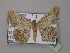  ( - BC ZSM Lep 36991)  @13 [ ] CreativeCommons - Attribution Non-Commercial Share-Alike (2010) Unspecified SNSB, Zoologische Staatssammlung Muenchen