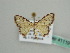  (Scopula minutaAH01Md - BC ZSM Lep 41119)  @12 [ ] CreativeCommons - Attribution Non-Commercial Share-Alike (2010) Unspecified SNSB, Zoologische Staatssammlung Muenchen