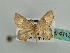  (Chrysocraspeda AH02Md - BC ZSM Lep 41127)  @13 [ ] CreativeCommons - Attribution Non-Commercial Share-Alike (2010) Unspecified SNSB, Zoologische Staatssammlung Muenchen