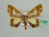  (Chrysocraspeda AH01Md - BC ZSM Lep 41131)  @14 [ ] CreativeCommons - Attribution Non-Commercial Share-Alike (2010) Unspecified SNSB, Zoologische Staatssammlung Muenchen