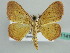  (Scopula AH01Md - BC ZSM Lep 41141)  @14 [ ] CreativeCommons - Attribution Non-Commercial Share-Alike (2010) Unspecified SNSB, Zoologische Staatssammlung Muenchen