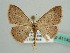  (Scopula AH03Md - BC ZSM Lep 41143)  @14 [ ] CreativeCommons - Attribution Non-Commercial Share-Alike (2010) Unspecified SNSB, Zoologische Staatssammlung Muenchen