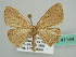  (Scopula AH02Md - BC ZSM Lep 41144)  @13 [ ] CreativeCommons - Attribution Non-Commercial Share-Alike (2010) Unspecified SNSB, Zoologische Staatssammlung Muenchen