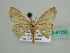  (Scopula AH04Md - BC ZSM Lep 41153)  @14 [ ] CreativeCommons - Attribution Non-Commercial Share-Alike (2010) Unspecified SNSB, Zoologische Staatssammlung Muenchen
