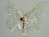  (Scopula sedata - BC ZSM Lep 41177)  @14 [ ] CreativeCommons - Attribution Non-Commercial Share-Alike (2010) Unspecified SNSB, Zoologische Staatssammlung Muenchen