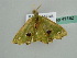  ( - BC ZSM Lep 41182)  @11 [ ] CreativeCommons - Attribution Non-Commercial Share-Alike (2010) Unspecified SNSB, Zoologische Staatssammlung Muenchen