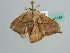  ( - BC ZSM Lep 41184)  @12 [ ] CreativeCommons - Attribution Non-Commercial Share-Alike (2010) Unspecified SNSB, Zoologische Staatssammlung Muenchen