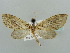  (Protosteira AH01Ke - BC ZSM Lep 41495)  @12 [ ] CreativeCommons - Attribution Non-Commercial Share-Alike (2010) Unspecified SNSB, Zoologische Staatssammlung Muenchen