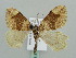  ( - BC ZSM Lep 41523)  @11 [ ] CreativeCommons - Attribution Non-Commercial Share-Alike (2010) Unspecified SNSB, Zoologische Staatssammlung Muenchen