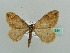  ( - BC ZSM Lep 41524)  @11 [ ] CreativeCommons - Attribution Non-Commercial Share-Alike (2010) Unspecified SNSB, Zoologische Staatssammlung Muenchen