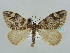  ( - BC ZSM Lep 41528)  @11 [ ] CreativeCommons - Attribution Non-Commercial Share-Alike (2010) Unspecified SNSB, Zoologische Staatssammlung Muenchen