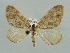  (Hydriomena furcata - BC ZSM Lep 41529)  @11 [ ] CreativeCommons - Attribution Non-Commercial Share-Alike (2010) Unspecified SNSB, Zoologische Staatssammlung Muenchen