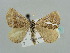  ( - BC ZSM Lep 41531)  @11 [ ] CreativeCommons - Attribution Non-Commercial Share-Alike (2010) Unspecified SNSB, Zoologische Staatssammlung Muenchen