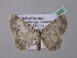  ( - BC ZSM Lep 41549)  @14 [ ] CreativeCommons - Attribution Non-Commercial Share-Alike (2010) Unspecified SNSB, Zoologische Staatssammlung Muenchen