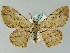  ( - BC ZSM Lep 36441)  @11 [ ] CreativeCommons - Attribution Non-Commercial Share-Alike (2010) Axel Hausmann/Bavarian State Collection of Zoology (ZSM) SNSB, Zoologische Staatssammlung Muenchen