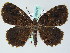  ( - BC ZSM Lep 36477)  @14 [ ] CreativeCommons - Attribution Non-Commercial Share-Alike (2010) Axel Hausmann/Bavarian State Collection of Zoology (ZSM) SNSB, Zoologische Staatssammlung Muenchen