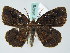  ( - BC ZSM Lep 36478)  @14 [ ] CreativeCommons - Attribution Non-Commercial Share-Alike (2010) Axel Hausmann/Bavarian State Collection of Zoology (ZSM) SNSB, Zoologische Staatssammlung Muenchen