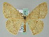  ( - BC ZSM Lep 36512)  @13 [ ] CreativeCommons - Attribution Non-Commercial Share-Alike (2010) Axel Hausmann/Bavarian State Collection of Zoology (ZSM) SNSB, Zoologische Staatssammlung Muenchen