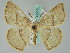  (Ochroplutodes bisecta - BC ZSM Lep 36514)  @14 [ ] CreativeCommons - Attribution Non-Commercial Share-Alike (2010) Axel Hausmann/Bavarian State Collection of Zoology (ZSM) SNSB, Zoologische Staatssammlung Muenchen