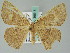  ( - BC ZSM Lep 36515)  @13 [ ] CreativeCommons - Attribution Non-Commercial Share-Alike (2010) Axel Hausmann/Bavarian State Collection of Zoology (ZSM) SNSB, Zoologische Staatssammlung Muenchen