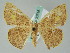  ( - BC ZSM Lep 36516)  @13 [ ] CreativeCommons - Attribution Non-Commercial Share-Alike (2010) Axel Hausmann/Bavarian State Collection of Zoology (ZSM) SNSB, Zoologische Staatssammlung Muenchen