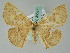  ( - BC ZSM Lep 36517)  @13 [ ] CreativeCommons - Attribution Non-Commercial Share-Alike (2010) Axel Hausmann/Bavarian State Collection of Zoology (ZSM) SNSB, Zoologische Staatssammlung Muenchen