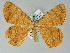  ( - BC ZSM Lep 36535)  @11 [ ] CreativeCommons - Attribution Non-Commercial Share-Alike (2010) Axel Hausmann/Bavarian State Collection of Zoology (ZSM) SNSB, Zoologische Staatssammlung Muenchen