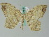  (Miantochora AH01GhCa - BC ZSM Lep 36545)  @14 [ ] CreativeCommons - Attribution Non-Commercial Share-Alike (2010) Axel Hausmann/Bavarian State Collection of Zoology (ZSM) SNSB, Zoologische Staatssammlung Muenchen