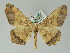  (Miantochora AH05GhCa - BC ZSM Lep 36555)  @15 [ ] CreativeCommons - Attribution Non-Commercial Share-Alike (2010) Axel Hausmann/Bavarian State Collection of Zoology (ZSM) SNSB, Zoologische Staatssammlung Muenchen